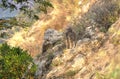 Nilgiri Ibex, India